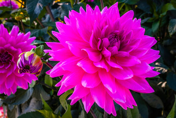 Colourful blossom of a dahlia in the garden of a German park