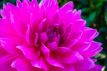 Obraz premium Colourful blossom of a dahlia in the garden of a German park