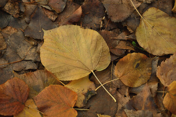 A yellow leaf is lying on the ground . Autumn foliage filled the ground .