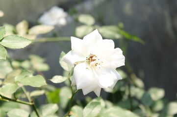 Obraz na płótnie Canvas rose, white colour freshness rose with blureed background.