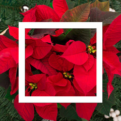 Christmas holiday winter New Year festive card. Xmas tree branches and red flower poinsettia.