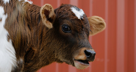 Brown and white calf close up shows cute baby cow face.