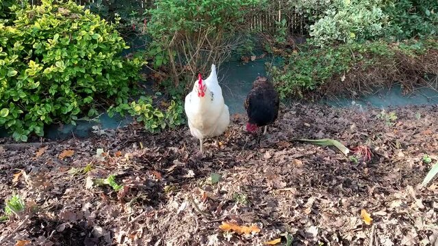 Poule de race Sussex et de race Marans qui cherchent de la nourriture. La poule Blanche court m&ecirc;me apr&egrave;s un moustique.