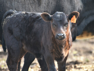 Angus Bull Calf