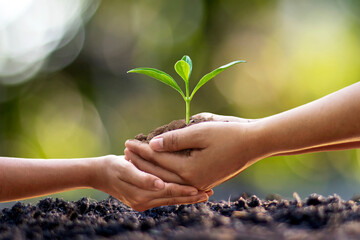 Human hands help plant seedlings in the ground, the concept of forest conservation and tree...