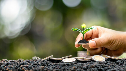 The human hand holds the coin, including the growing tree on the coin, the idea of financial growth from investment or return on business.