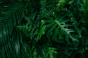 Naklejka na ściany i meble Monstera green leaves or Monstera Deliciosa in dark tones(Monstera, palm, rubber plant, pine, bird’s nest fern), background or green leafy tropical pine forest patterns for creative design elements. 