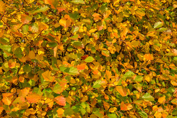 Tree in autumn golden foliage