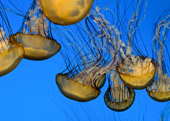 Jellyfish dance