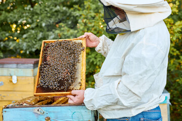hardworking beekeeper checking honey bees in a beehive on honeycomb, swarm of bee worker in a...