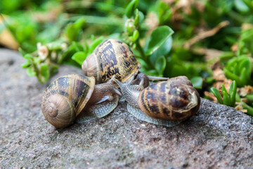 snail on a leaf