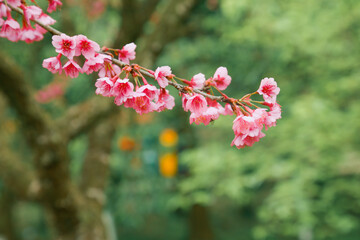 Vintage sakura or cherry blossom