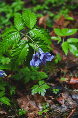 Macro photo of a forest flower