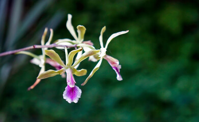 Orchids in the greenhouse, Rio, Brazil