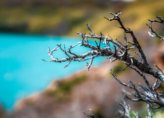 branches against sky