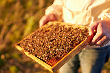 portrait of adult man beekeeper holding a honeycomb full of bees, professional beekeeper in protective workwear inspecting honeycomb frame at apiary. beekeeper harvesting honey