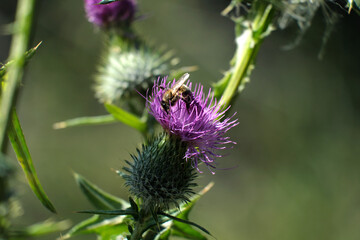 Biene versinkt in der Blüte einer Distel - Stockfoto