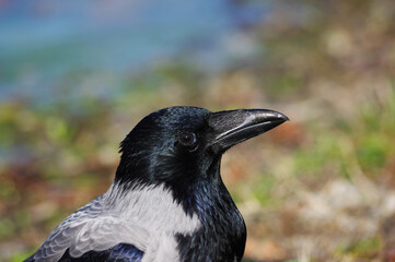 crow on the beach