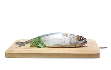 Fresh mackerel isolated on white background