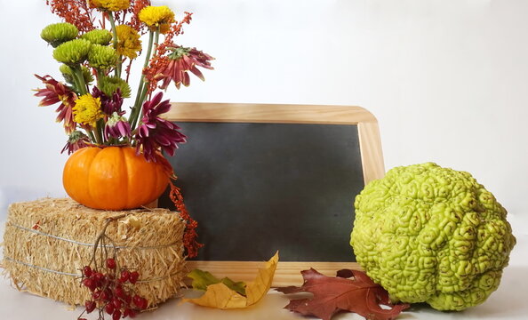 Blackboard with Pumpkin and Monkey Brains