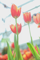 Naklejka premium Tulip flowers in garden nature background