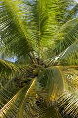 Close up of Fresh coconuts hanging on coconut tree