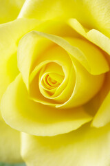 Yellow roses flower closeup as greeting card