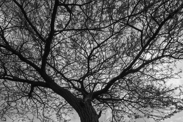 An Abstract tree silhouette with branches and leaves in monochrome