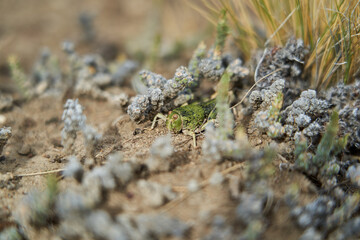 macro of a tall, green locust with shallow depth of field    