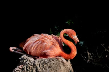 Tafelkleed American flamingo, Phoenicopterus ruber, Caribbean flamingo is a tall pink colored bird and lives in north america and Galapagos Islands. Sitting on its nest, a pile of mud © Jens