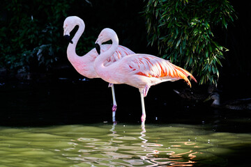 Chilean Flamingo, Phoenicopterus chilensis, a tall pink water bird standing on one leg in a small pond