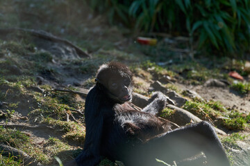 black-headed spider monkey, Ateles fusciceps, is lying in the warm sun light an relaxing 