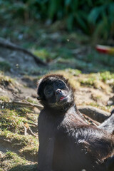 black-headed spider monkey, Ateles fusciceps, is lying in the warm sun light an relaxing 