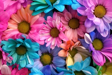 Selbstklebende Fototapeten Pink Bunte Blütenköpfe mit bunten Köpfen und Blütenblättern  © Philip