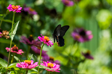 Close ups of a Spangle butterfly