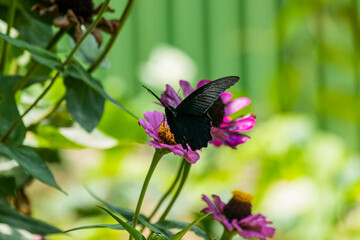 Close ups of a Spangle butterfly