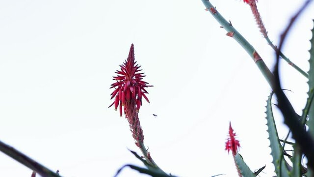 Bees taking the pollen of sabila's flowers in the middle of the day.