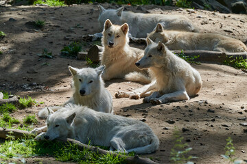 Wolf pack of big and white Hudson Bay Wolf, lives in the Arctic and at the northwestern coast of Hudson Bay in Canada, North America. Canis lupus hudsonicus, lying in warm sunlight