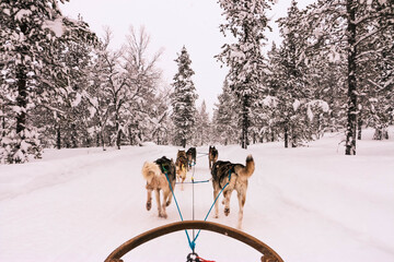 Husky dogs sledding on winter day outdoors in Lapland, Finland. Dog sledding competitions. Cold, animal and Finland concept.
