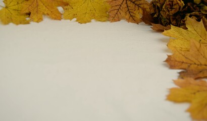 Maple leaves rose autumn background © Anna