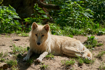Big and white Hudson Bay Wolf, lives in the Arctic and at the northwestern coast of Hudson Bay in Canada, North America. Canis lupus hudsonicus, lying in warm sunlight