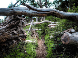 tree roots in the forest