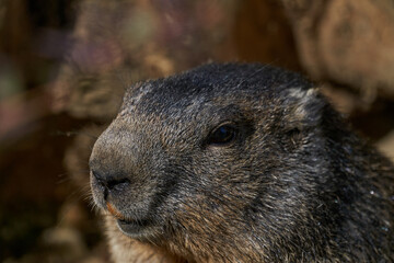 Marmota monax, groundhog known from movie groundhog day with punxsutawney phil for weather forecast