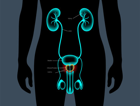 human urinary system, glowing, anatomical view clip art preview