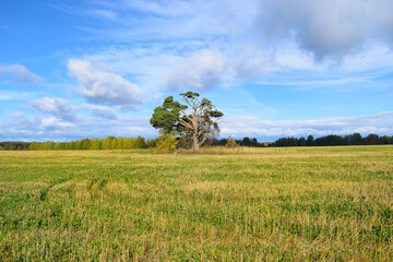  A lone pine tree stands in the field. Sunny day, yellow and green grass