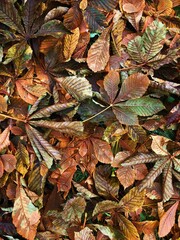 Bright chestnut leaves in the Park macro