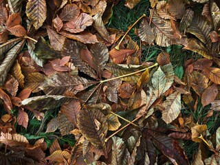 Bright chestnut leaves in the Park macro