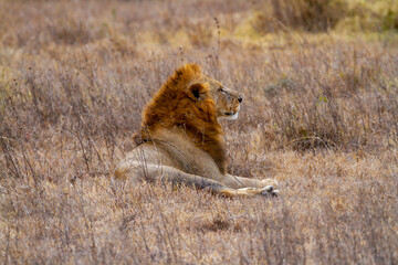 Majestic male lion (Panthera Leo) with big mane rests on dry scrub ground. Side view facing right of wild big cat in Maasai Mara National Reserve, Kenya, Africa. Wildlife spotted on safari holiday