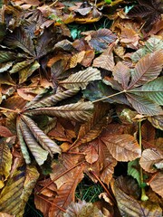 Bright chestnut leaves in the Park macro