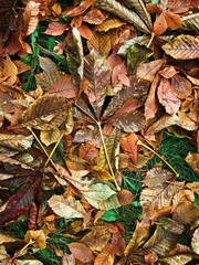 Bright chestnut leaves in the Park macro